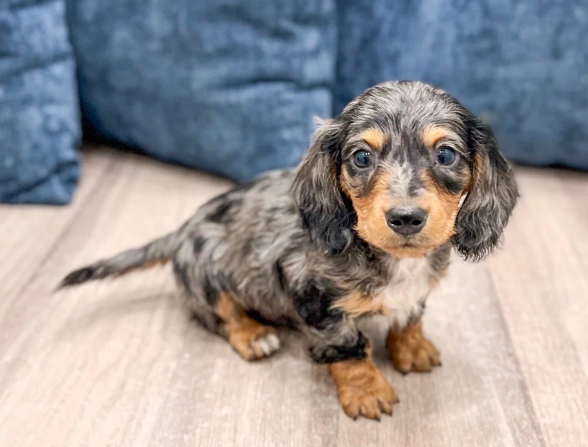 Miniature Dachsund - Willy