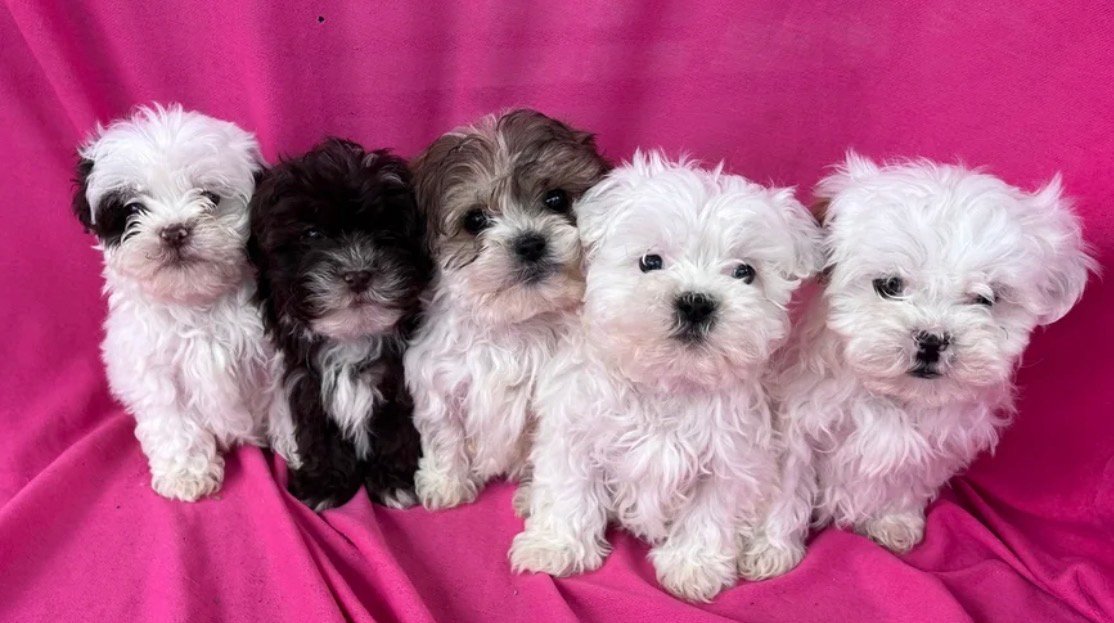 Shihpoo