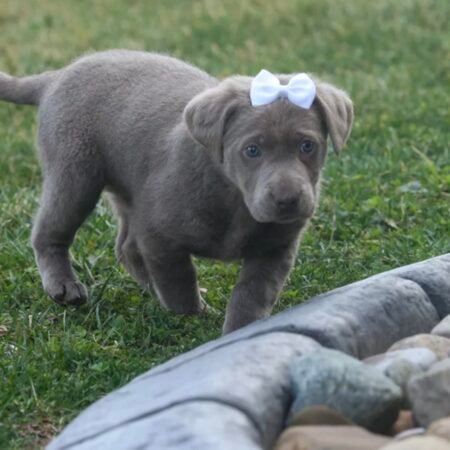 Labrador Retriever - Shadow
