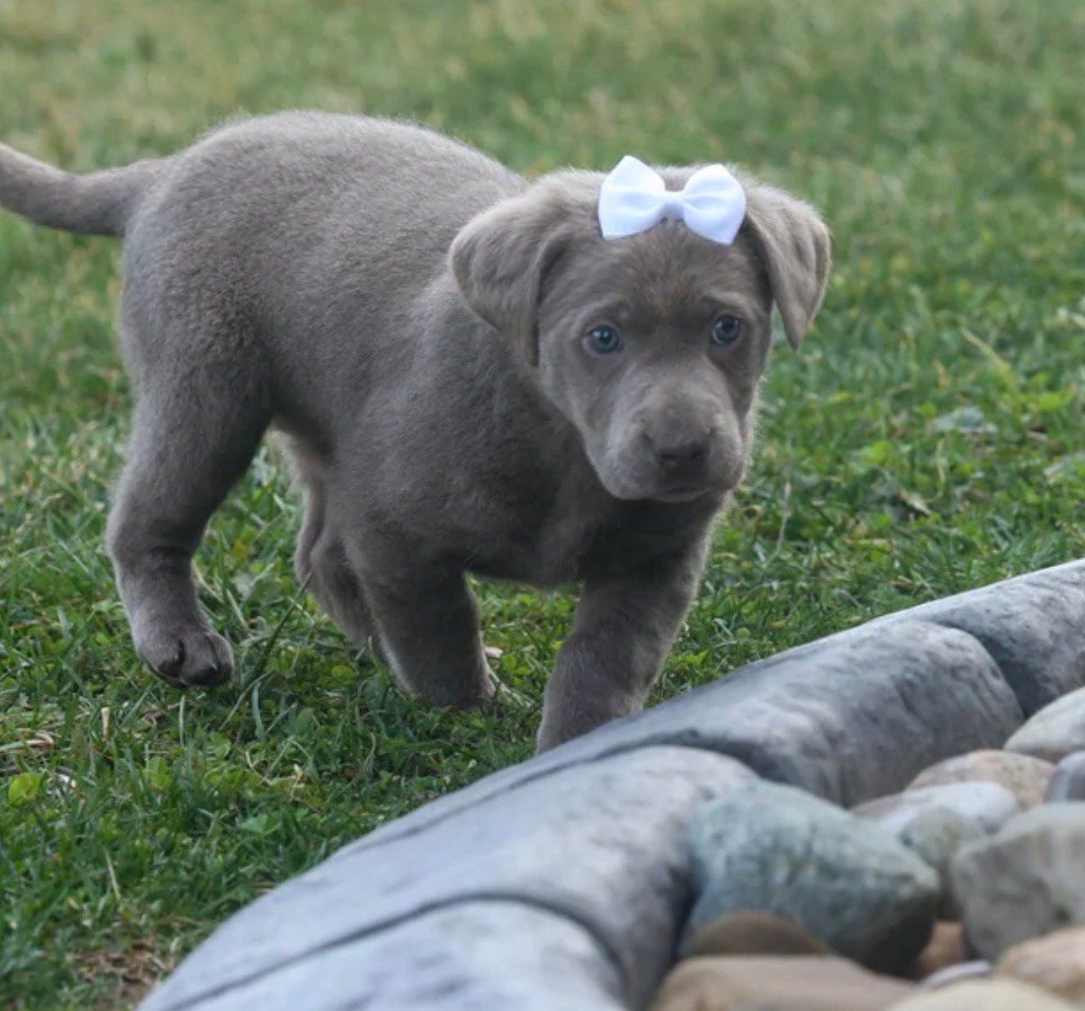 Labrador Retriever - Shadow