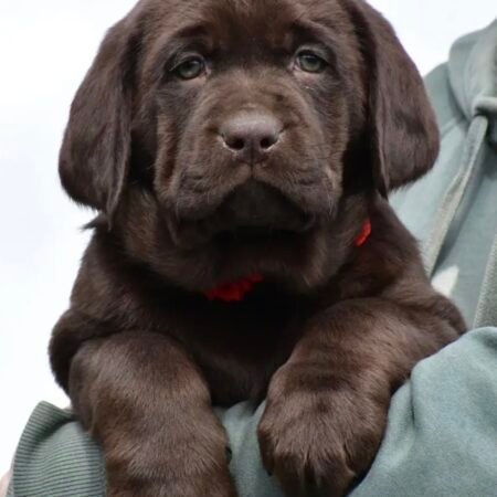 Labrador Retriever - Molly
