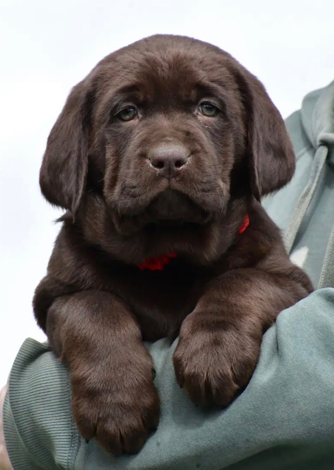 Labrador Retriever - Molly