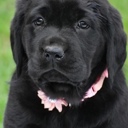 Labrador Retriever - Jennifer