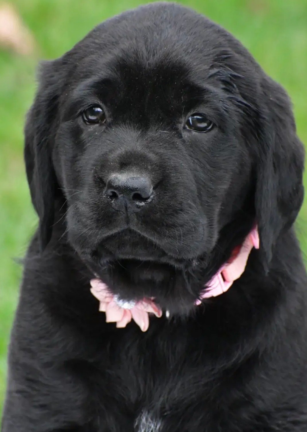 Labrador Retriever - Jennifer