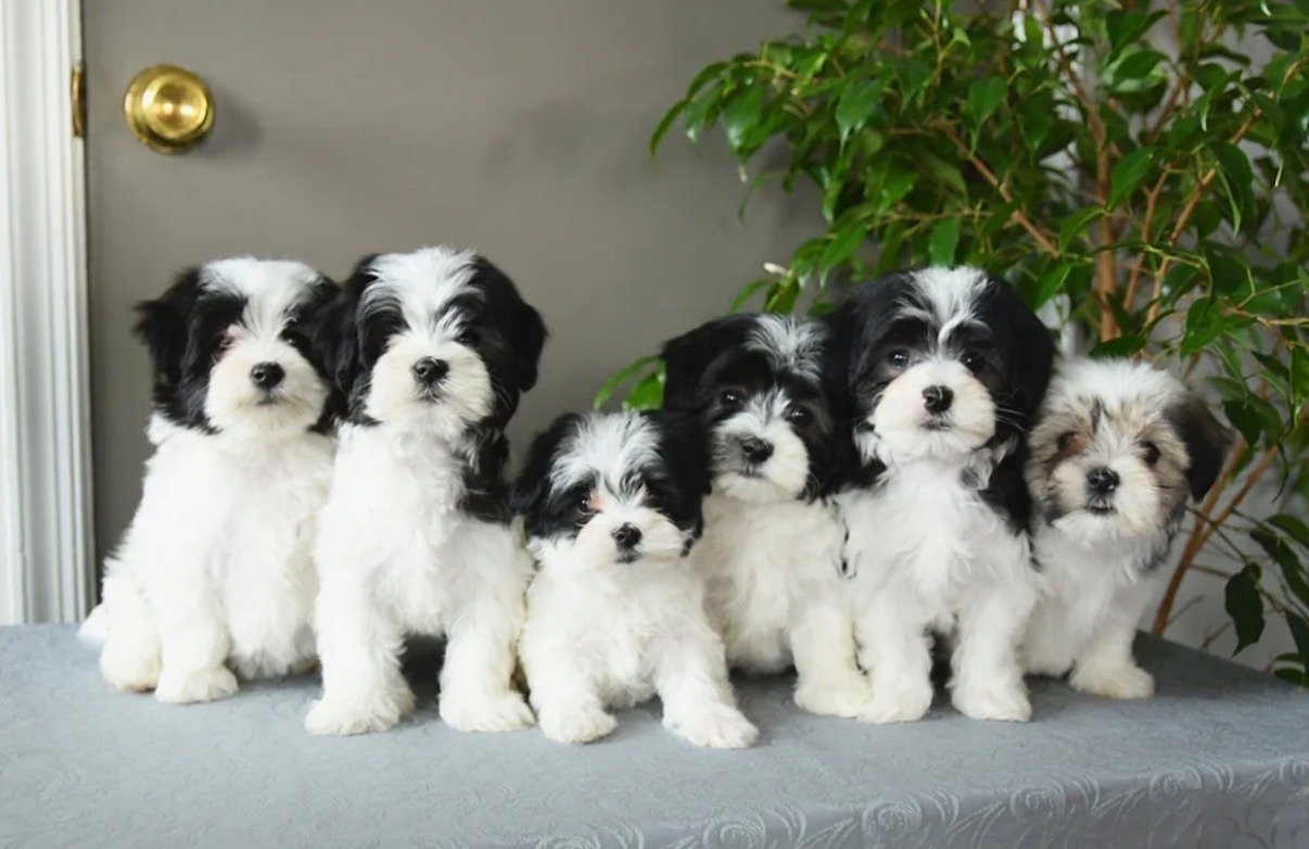 Havapoo