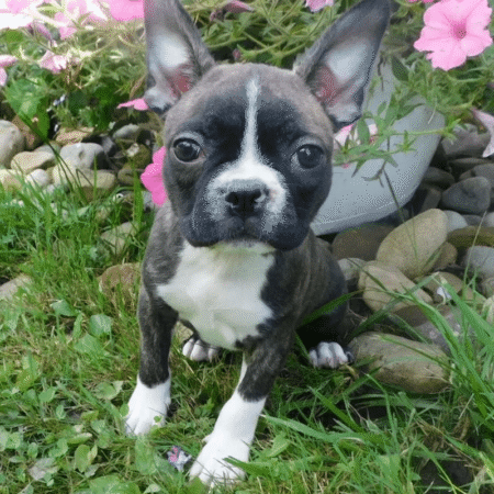 Boston Terrier - Nevaeh