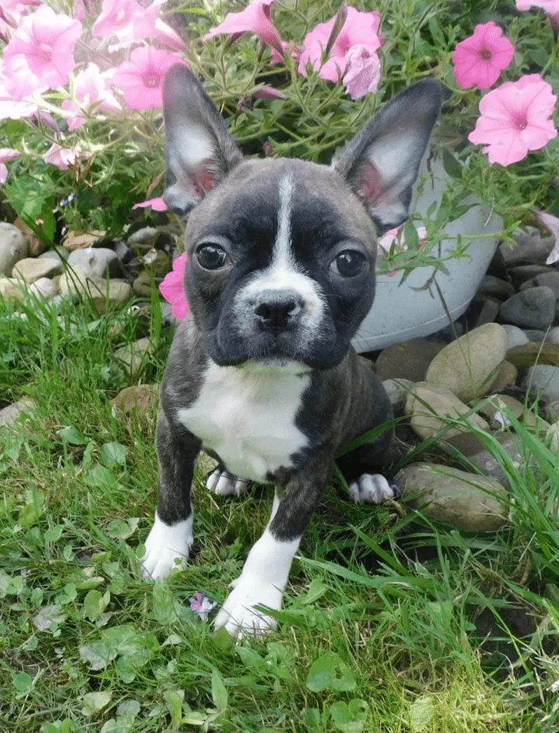 Boston Terrier - Nevaeh