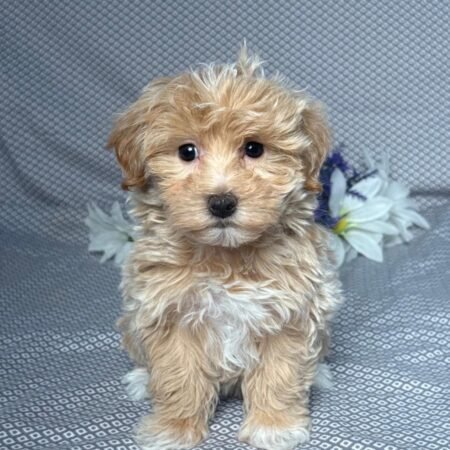 Maltipoo - George