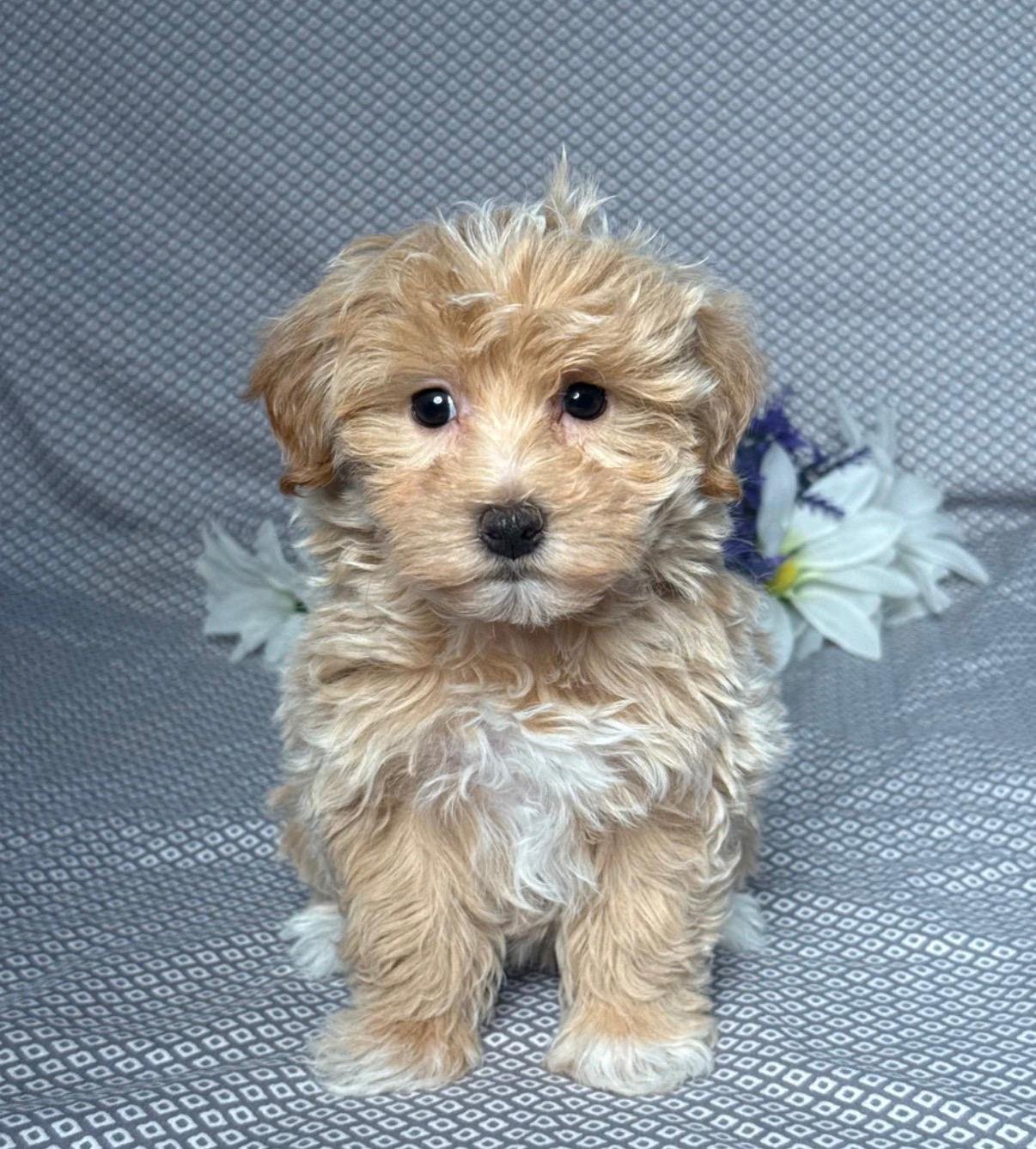 Maltipoo - George