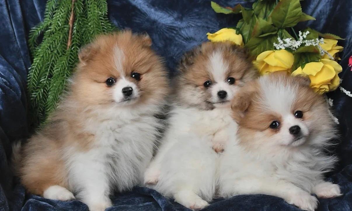 Pomeranian