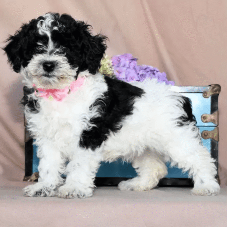 Mini Poodle - Rose
