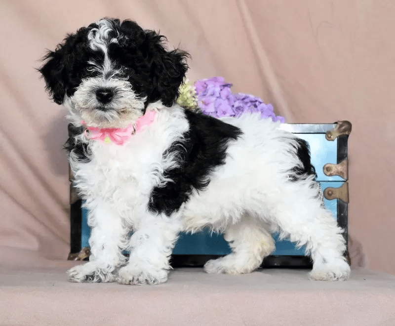 Mini Poodle - Rose