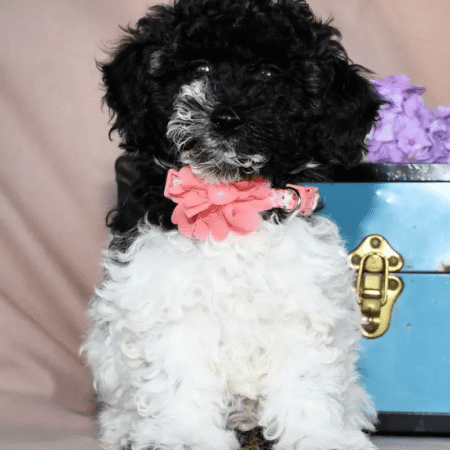 Mini Poodle - Roxie
