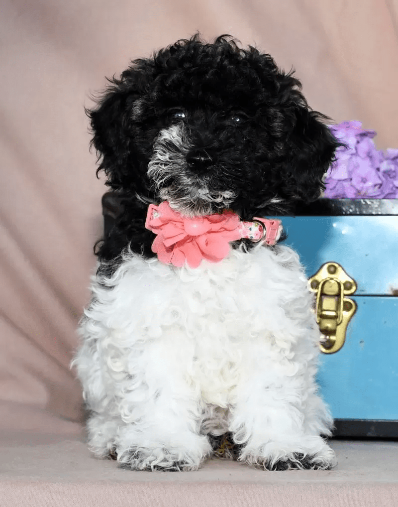 Mini Poodle - Roxie