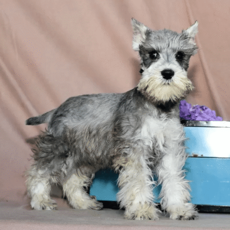 Mini Schnauzer - Scooter