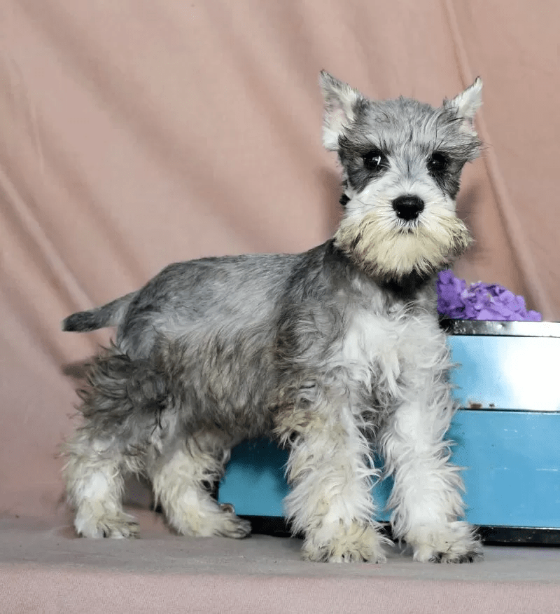 Mini Schnauzer - Scooter