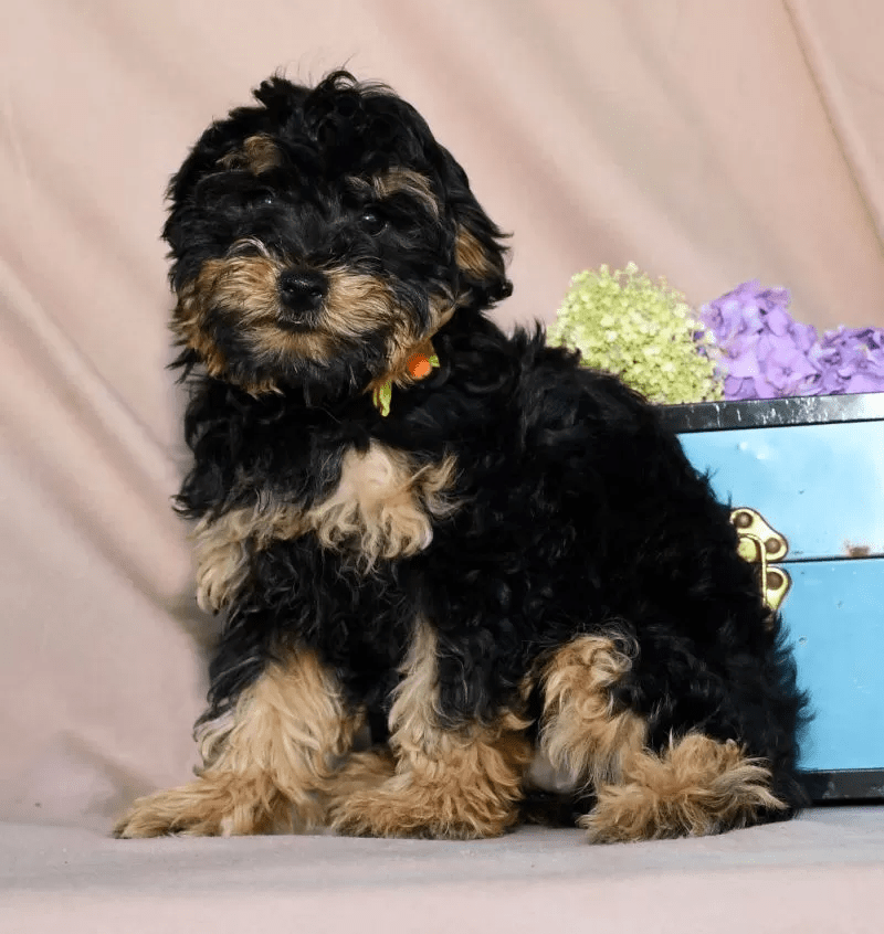 Yorkiepoo - Shilo