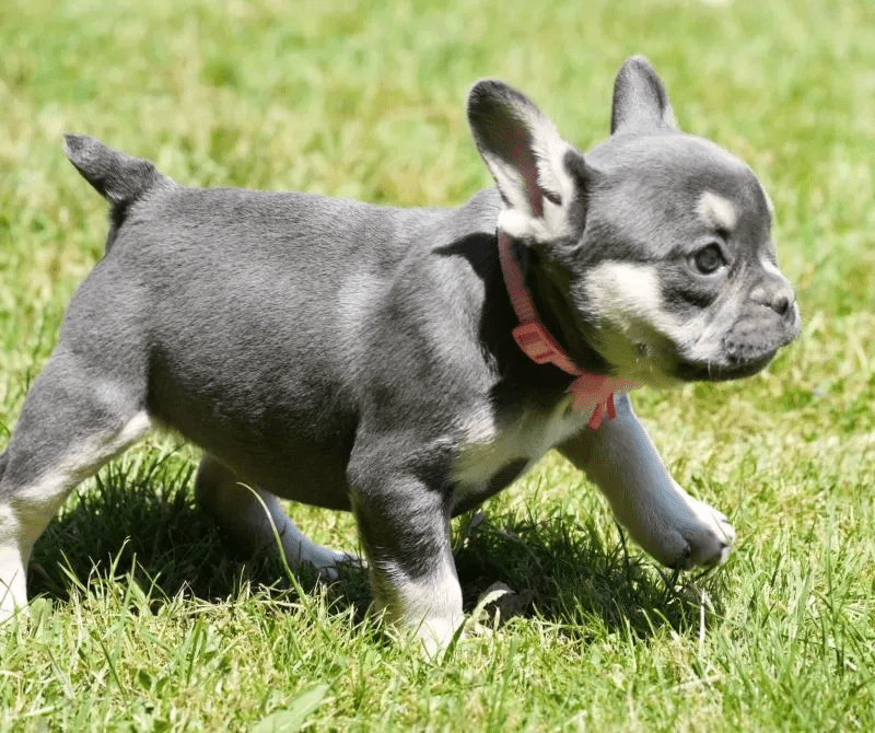 French Bulldog - Stella