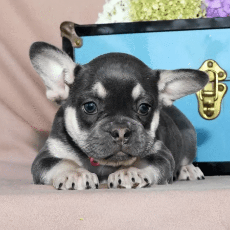 French Bulldog - Sophie