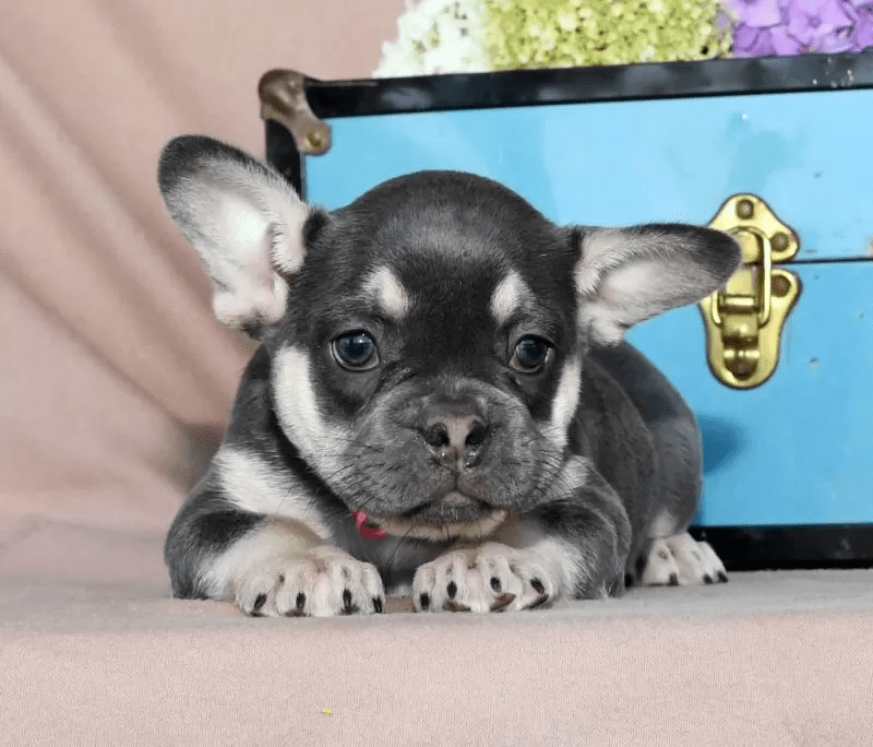 French Bulldog - Sophie