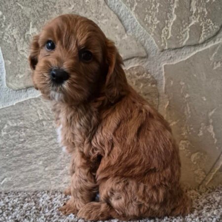 Cavapoo - Bentley