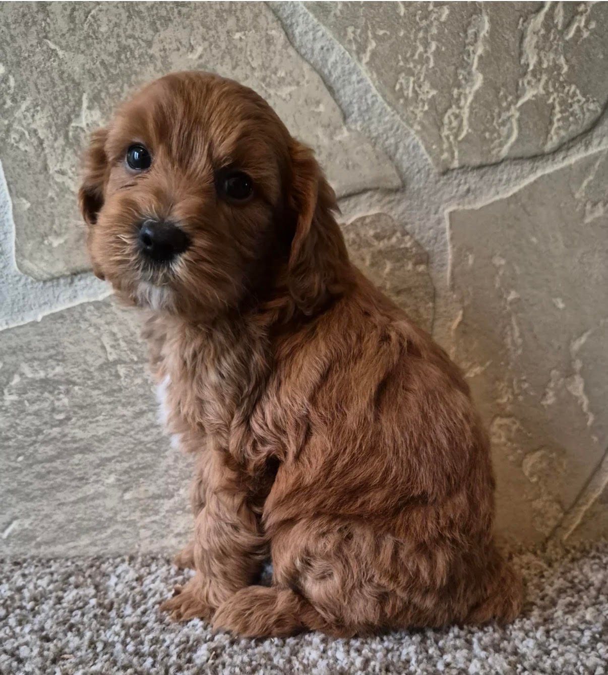 Cavapoo - Bentley